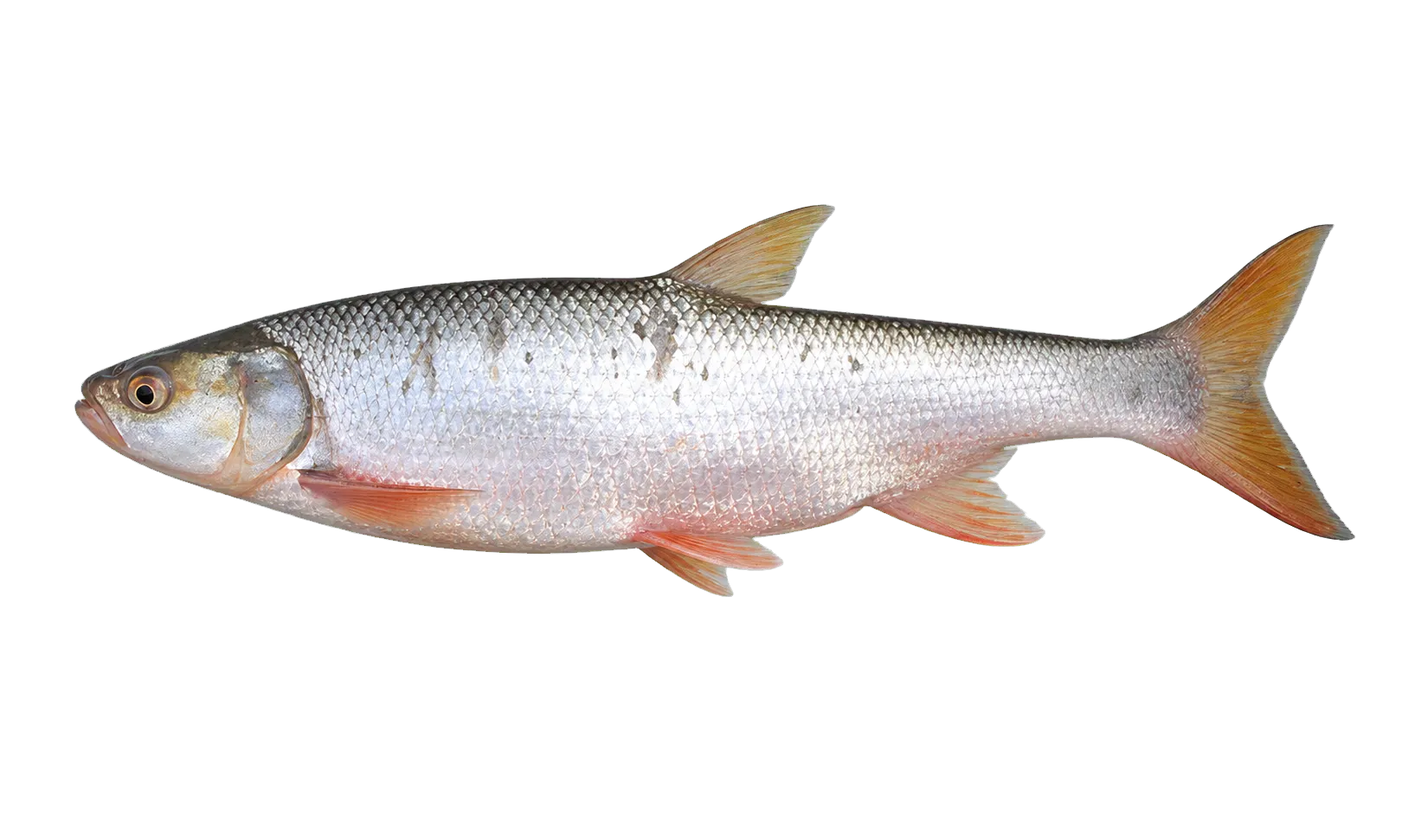 Giant salmon carp (Aaptosyax grypus) specimen