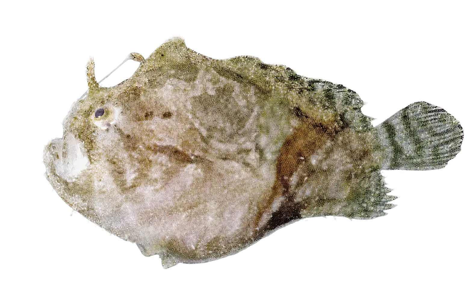 Tailjet frogfish (Abantennarius analis) specimen