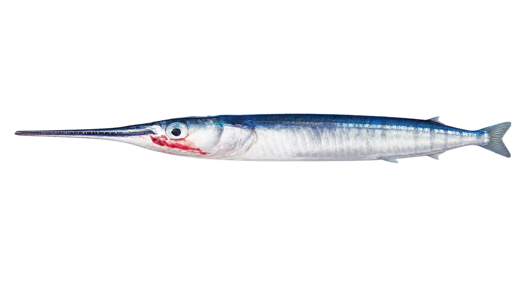 flat needlefish (Ablennes hians) specimen