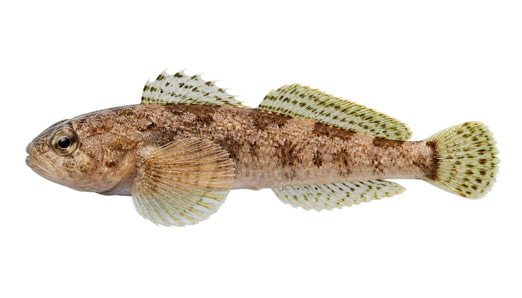 Abyssocottus godlewskii (Abyssocottus godlewskii) specimen