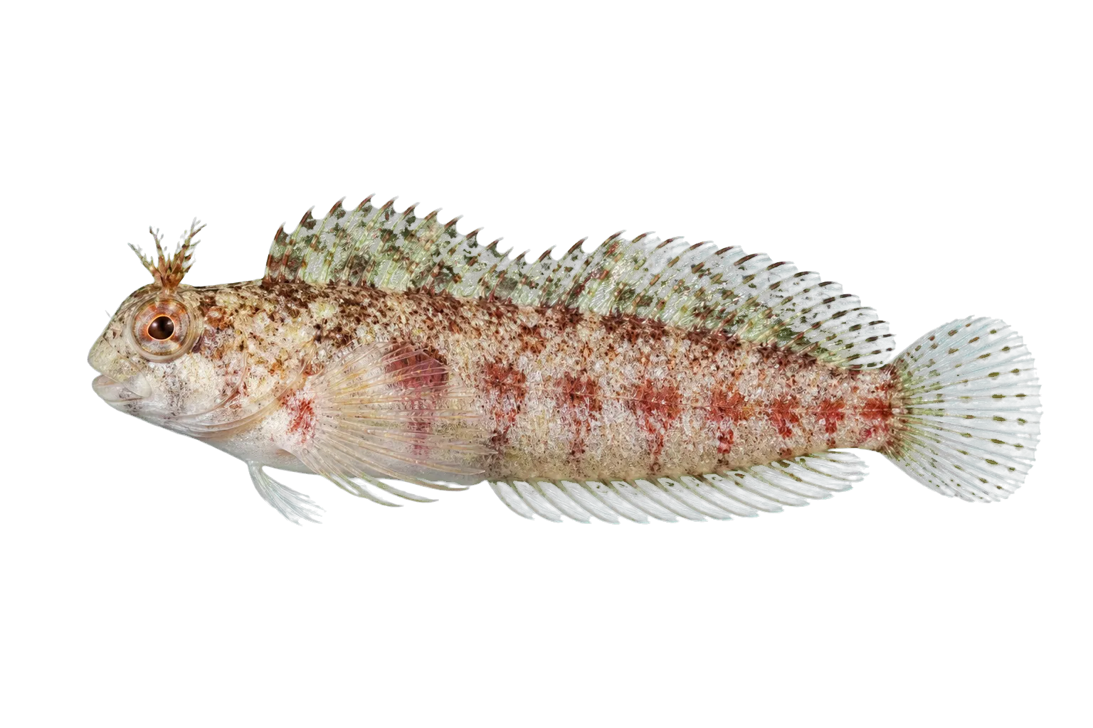 stalk blenny (Acanthemblemaria greenfieldi) specimen