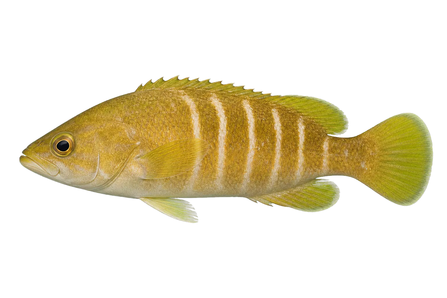 Argentine seabass (Acanthistius brasilianus) specimen