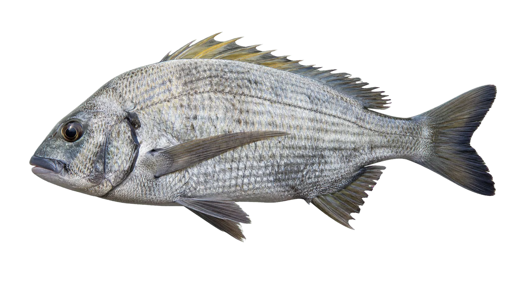 Yellowfin bream (Acanthopagrus australis) specimen