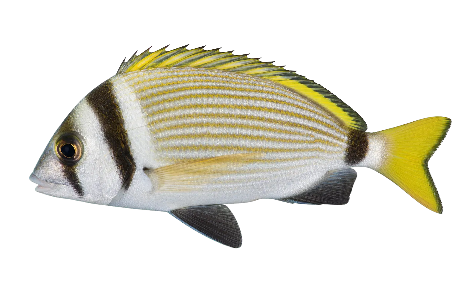 Bridled seabream (Acanthopagrus catenula) specimen