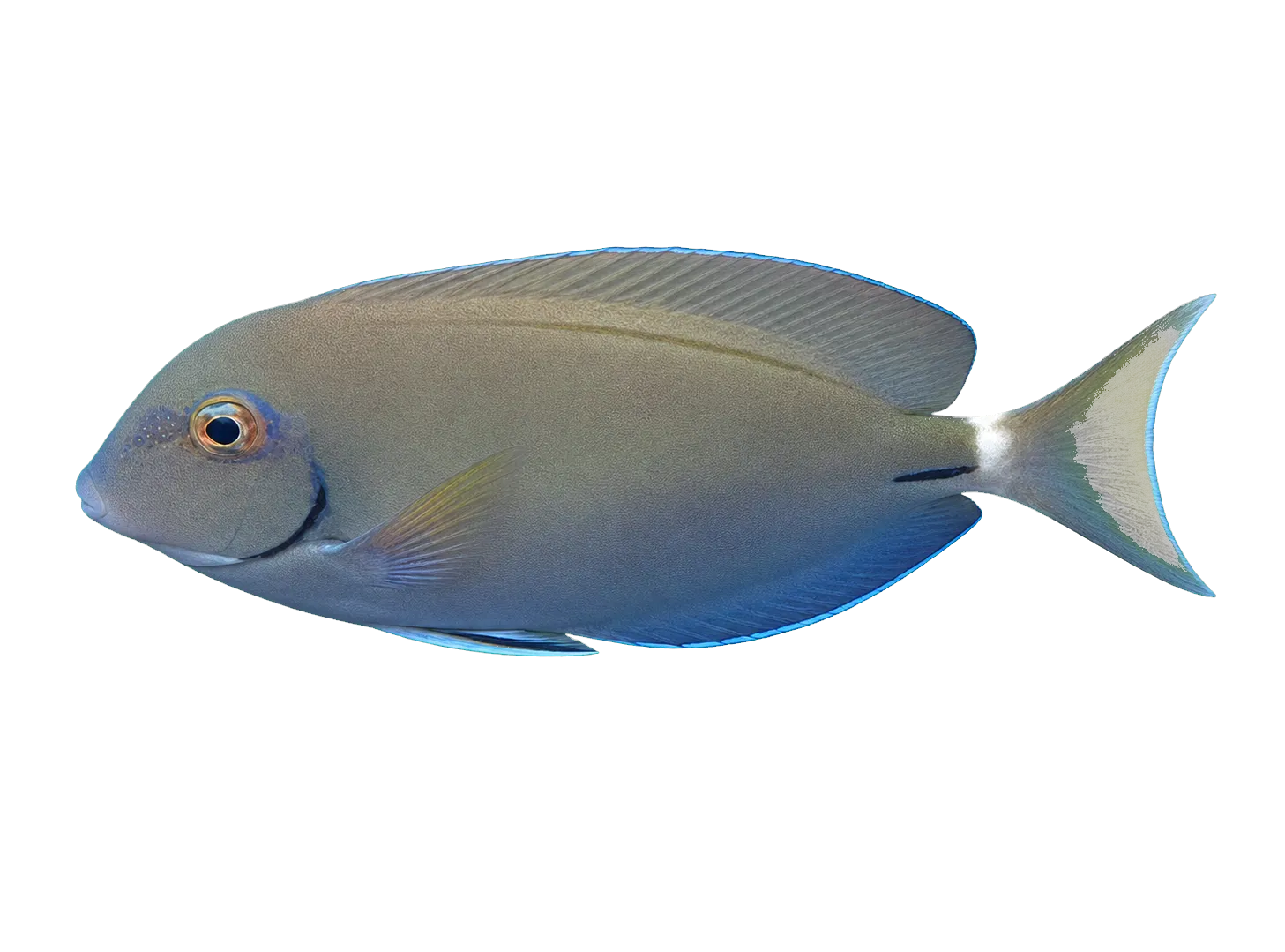 ocean surgeon (Acanthurus bahianus) specimen