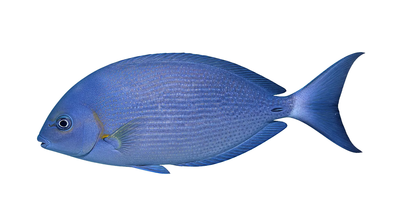 ringtail surgeonfish (Acanthurus blochii) specimen