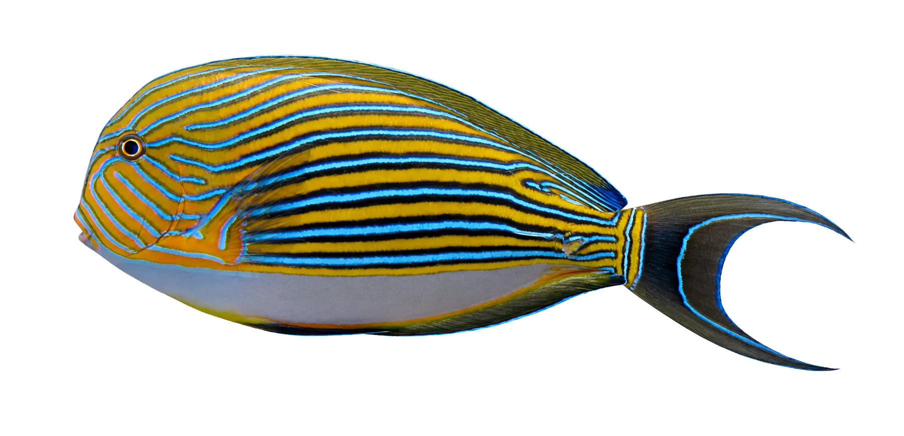 lined surgeonfish (Acanthurus lineatus) specimen