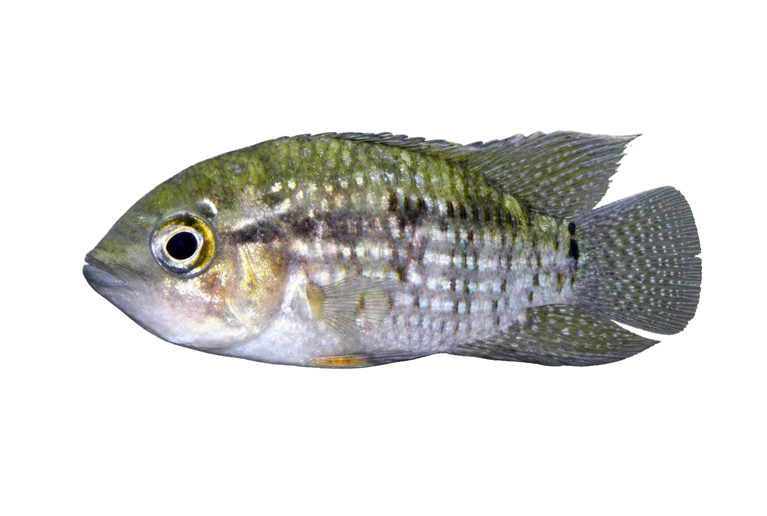 Bigeye cichlid (Acaronia nassa) specimen