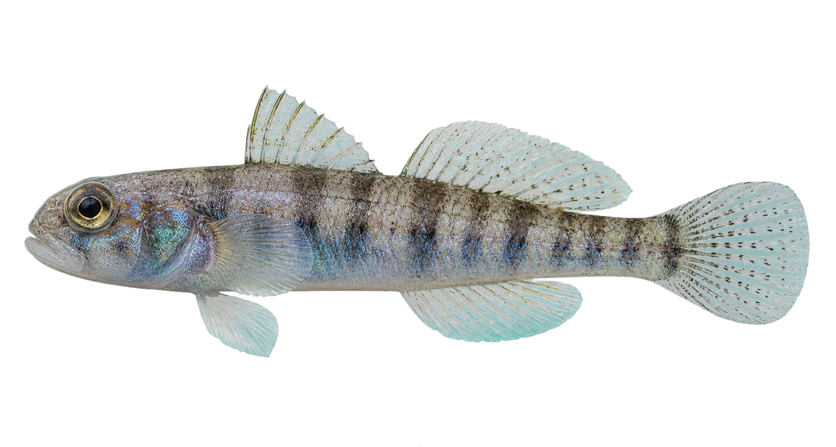 Acentrogobius cyanomos (Acentrogobius cyanomos) specimen