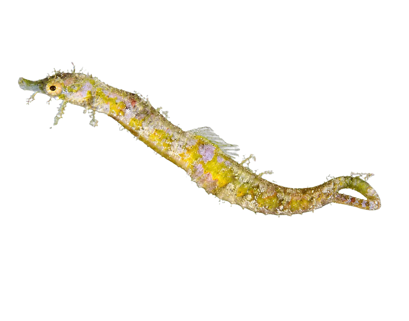 Shortpouch pygmy pipehorse (Acentronura tentaculata) specimen