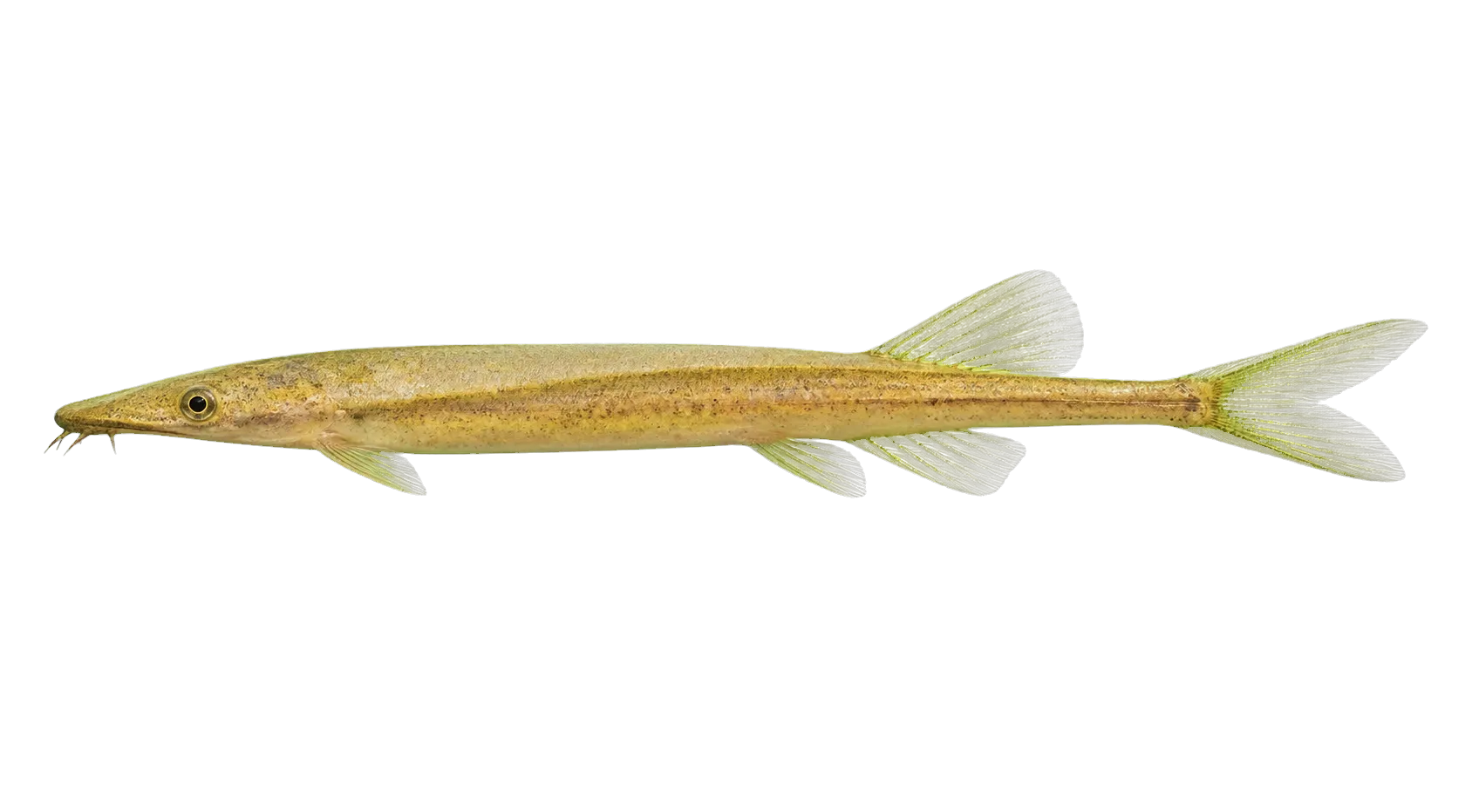 Stick Catfish (Acestridium dichromum) specimen