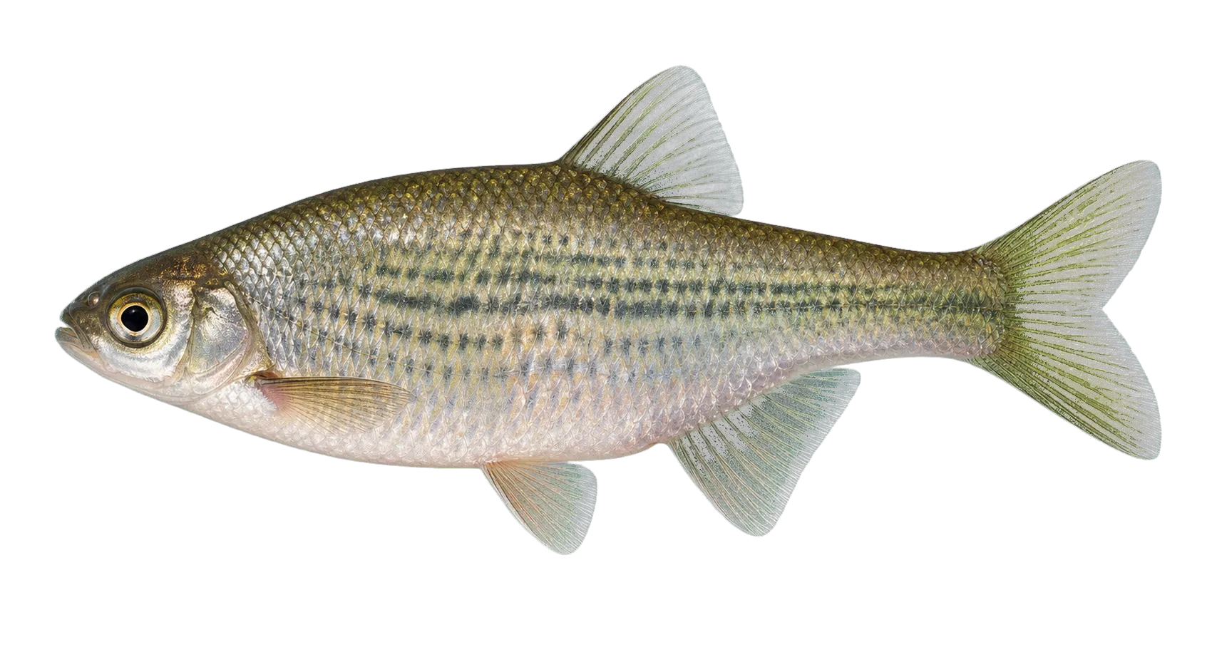 Elongate Bitterling (Acheilognathus elongatus) specimen