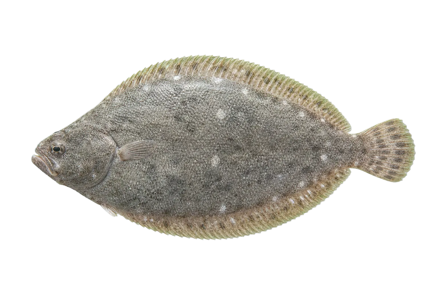 lined sole (Achirus lineatus) specimen