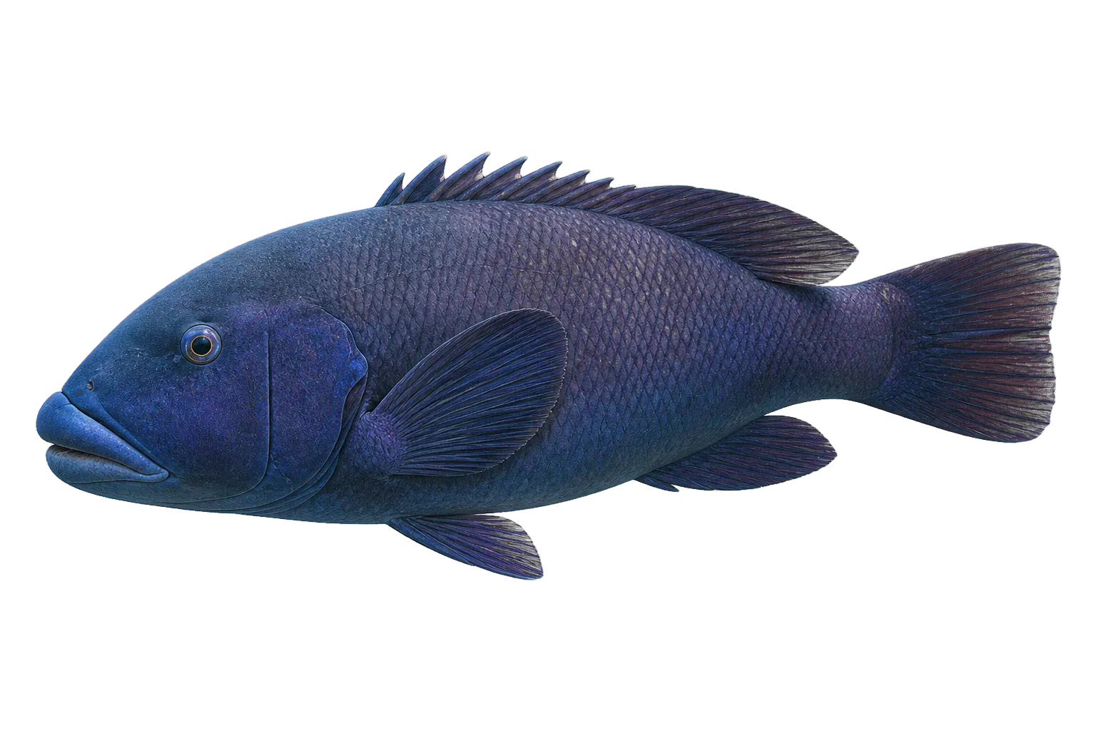 Eastern blue groper (Achoerodus viridis) specimen