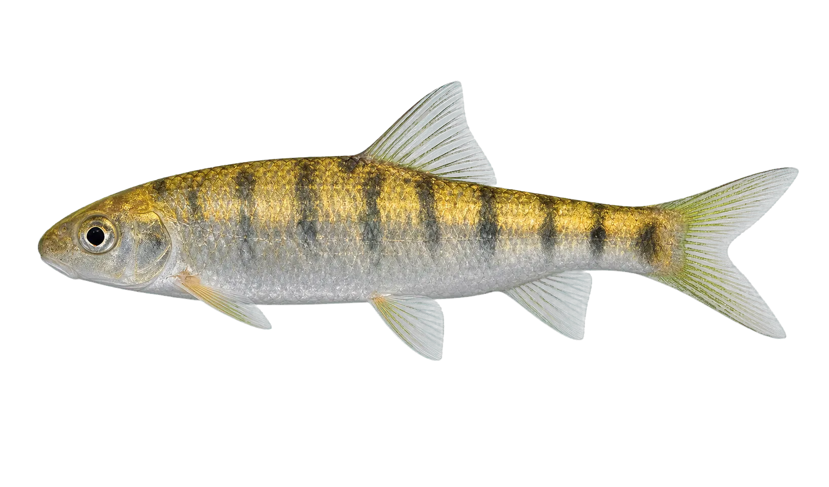 Taiwan Torrent Carp (Acrossocheilus paradoxus) specimen