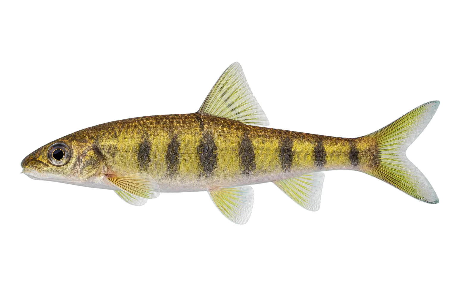 Acrossocheilus wenchowensis (Acrossocheilus wenchowensis) specimen
