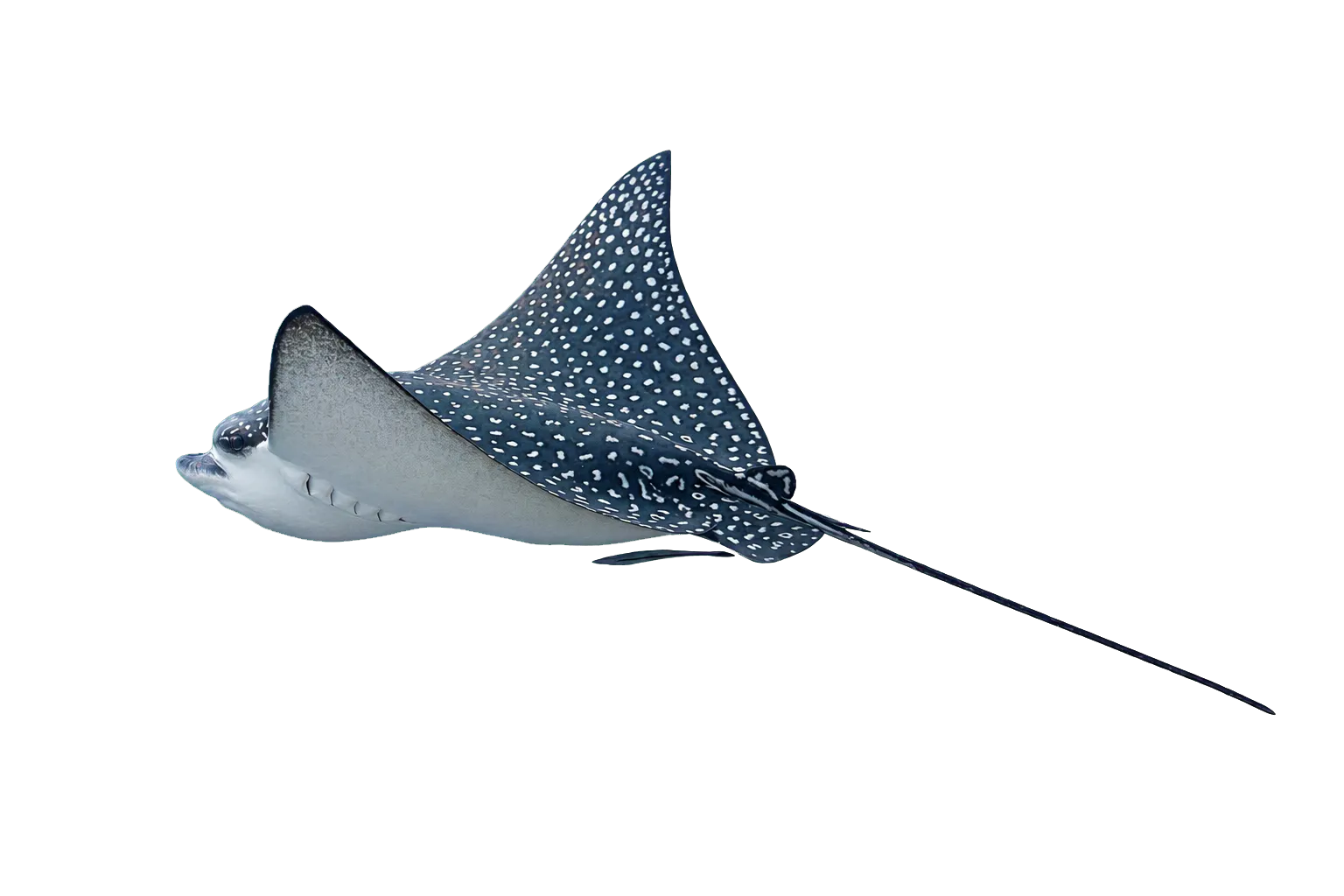 Pacific eagle ray (Aetobatus laticeps) specimen