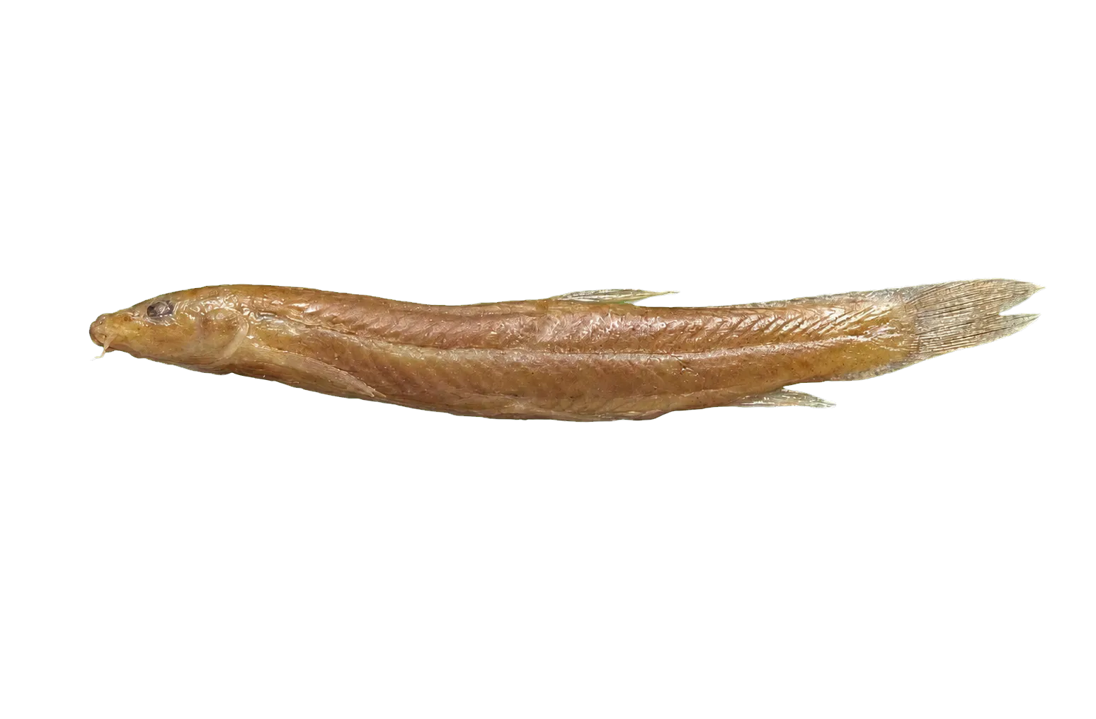 Ethiopian Loach (Afronemacheilus abyssinicus) specimen