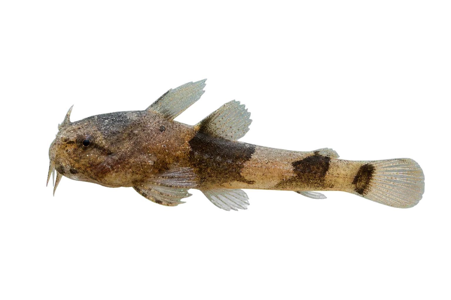 Akysis recavus (Akysis recavus) specimen