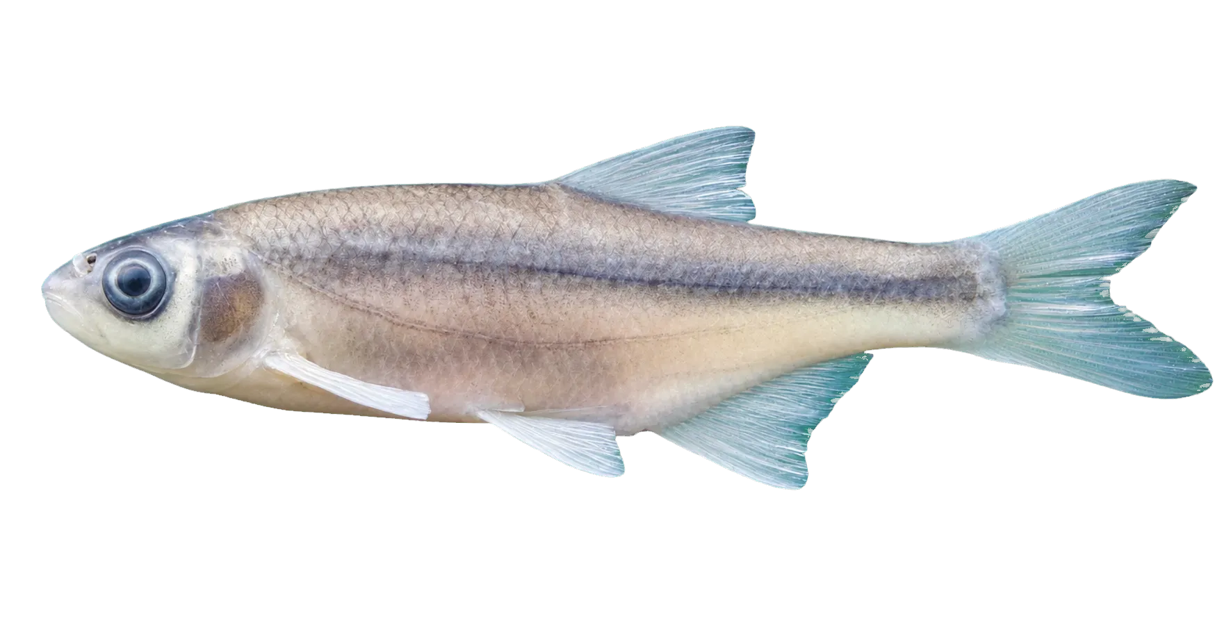 Transcaucasian spirlin (Alburnoides fasciatus) specimen