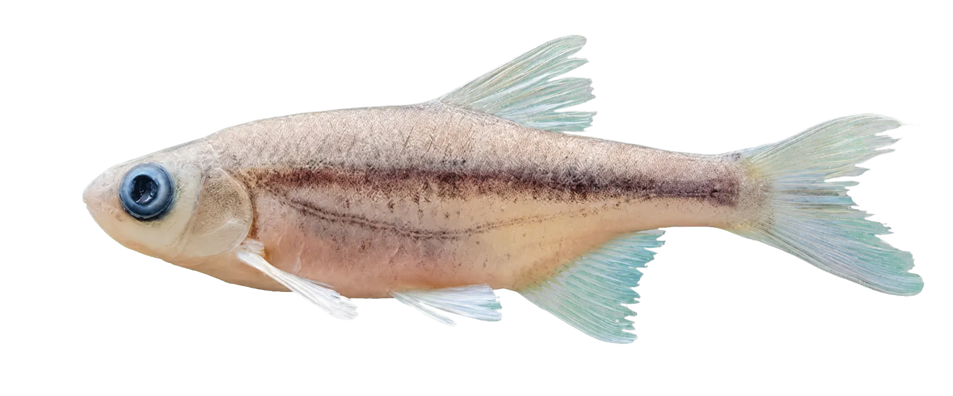 Alburnoides kosswigi (Alburnoides kosswigi) specimen