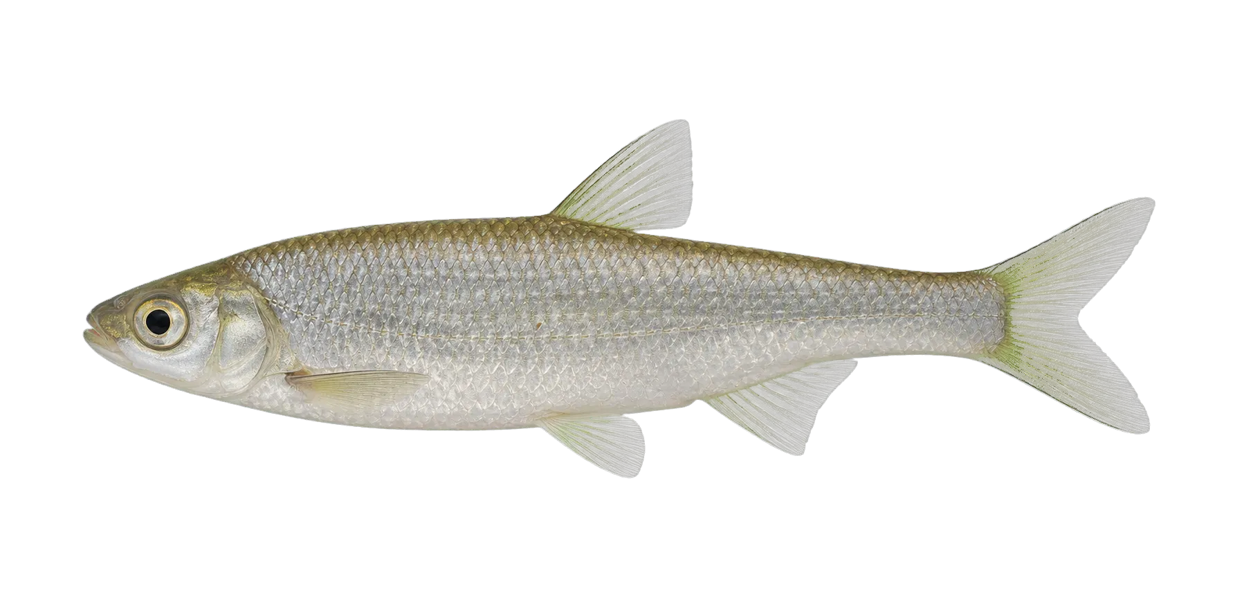 Tashkent riffle bleak (Alburnoides oblongus) specimen
