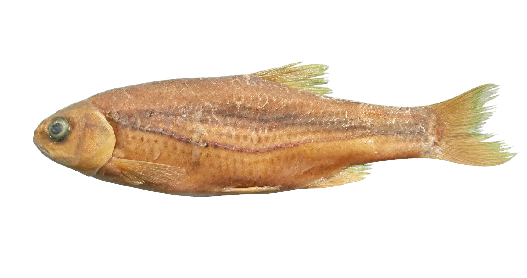 Urmia spirlin (Alburnoides petrubanarescui) specimen