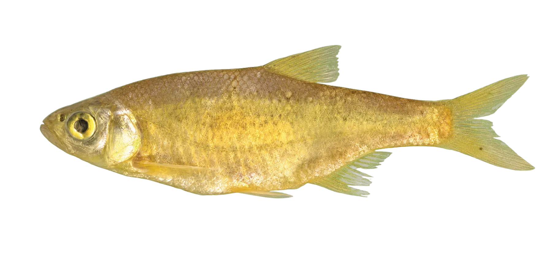 Alburnoides varentsovi (Alburnoides varentsovi) specimen