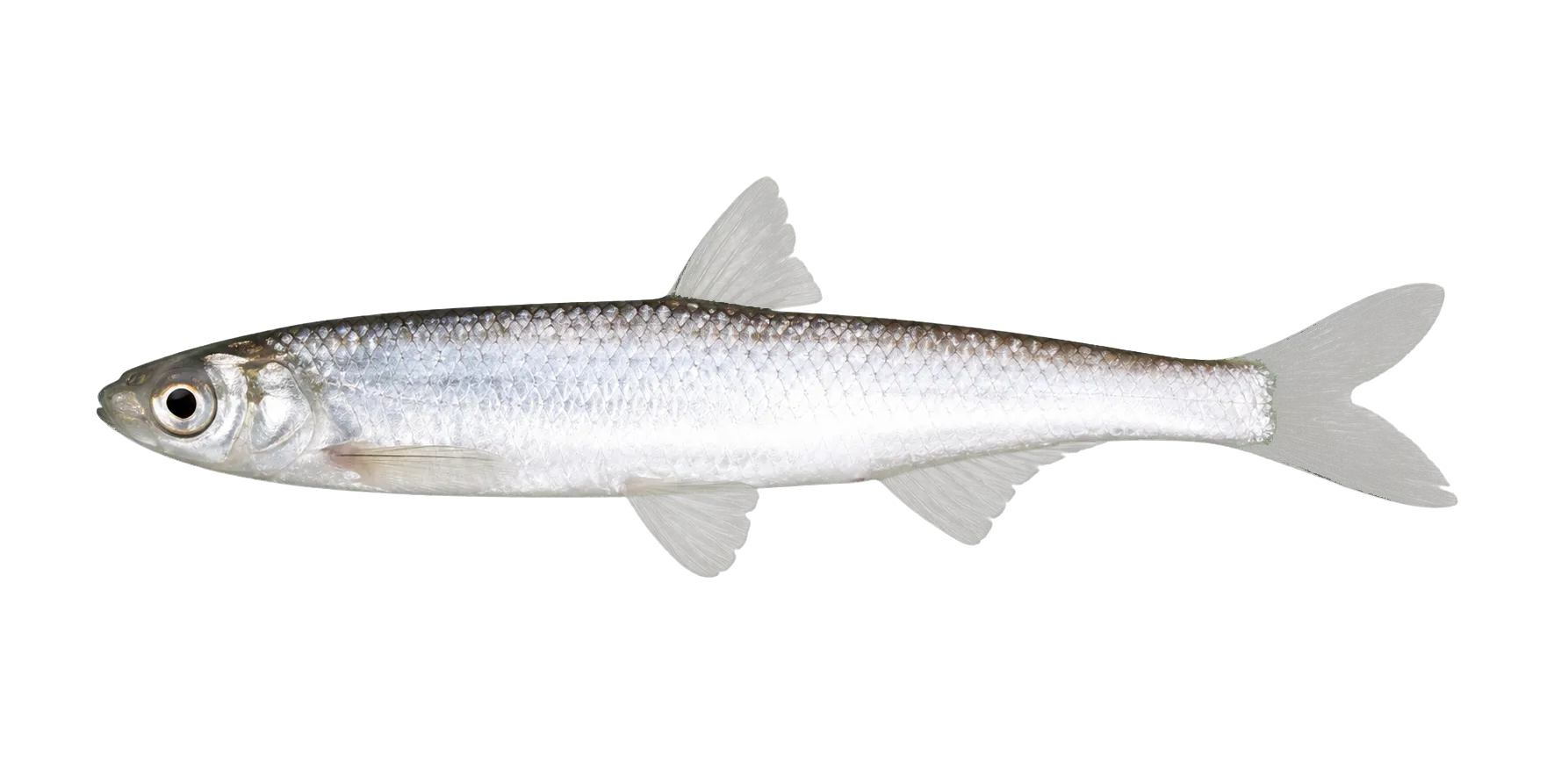Italian bleak (Alburnus albidus) specimen