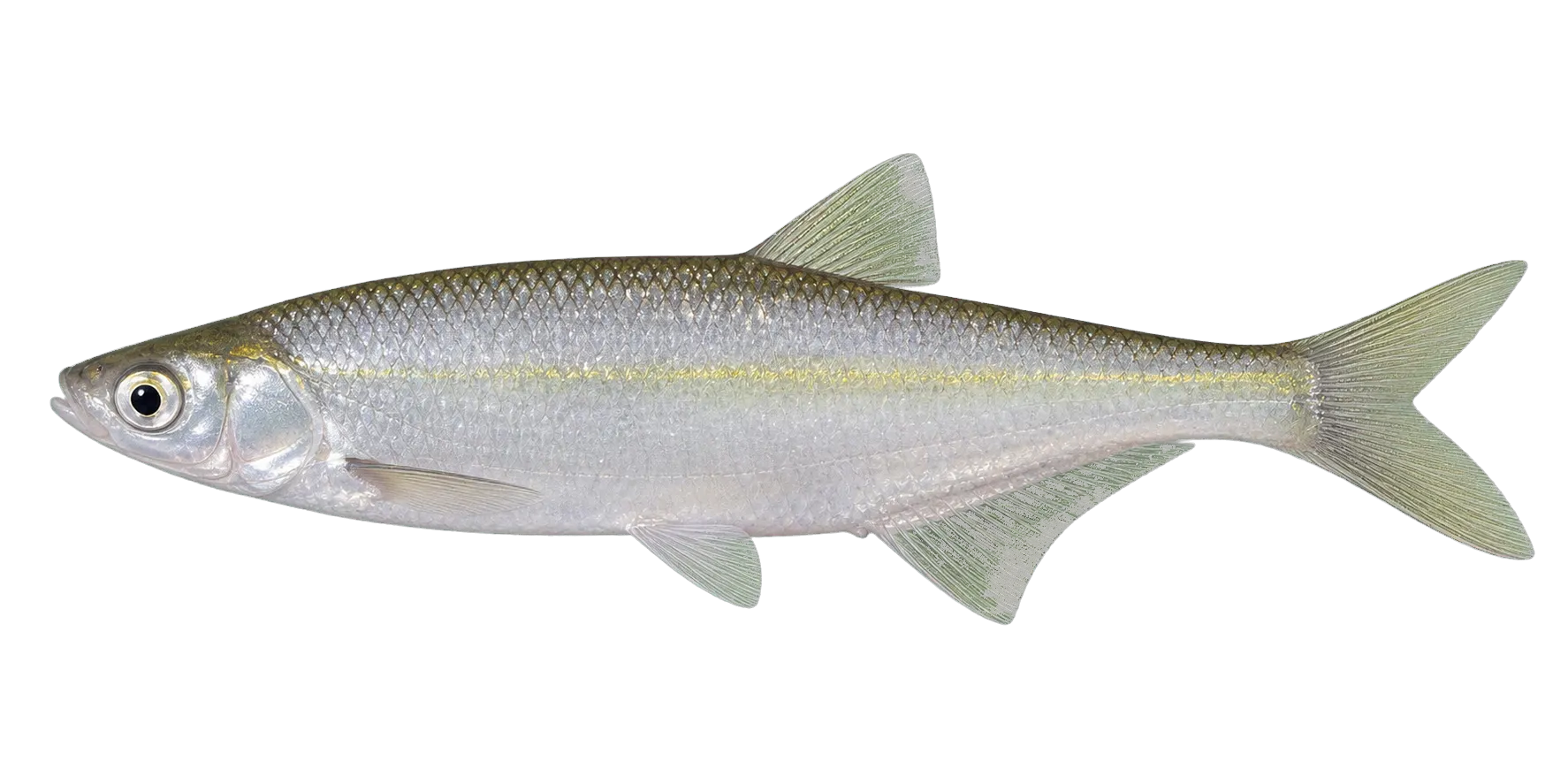 alver (Alburnus alburnus) specimen