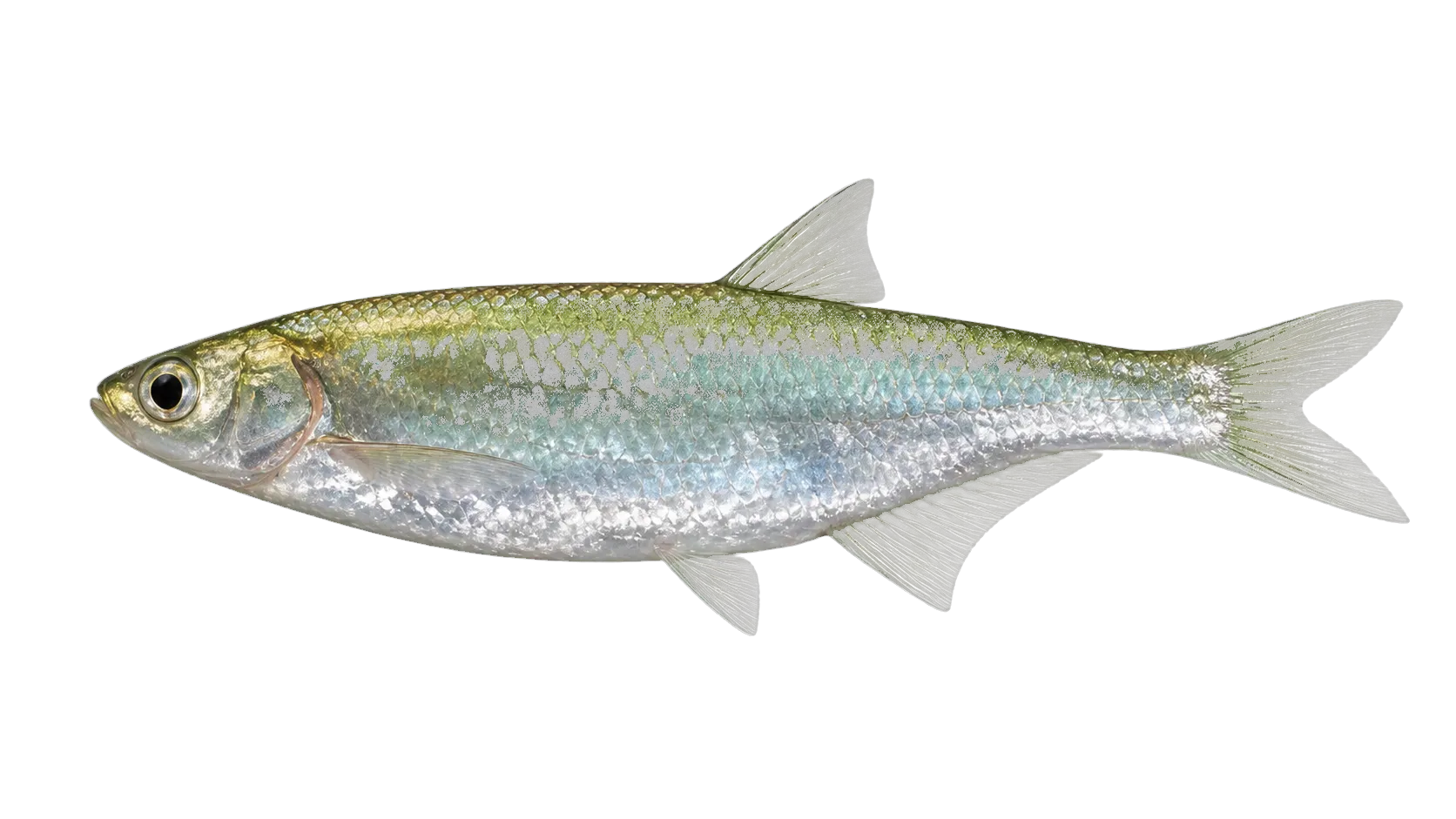 alborella (Alburnus arborella) specimen