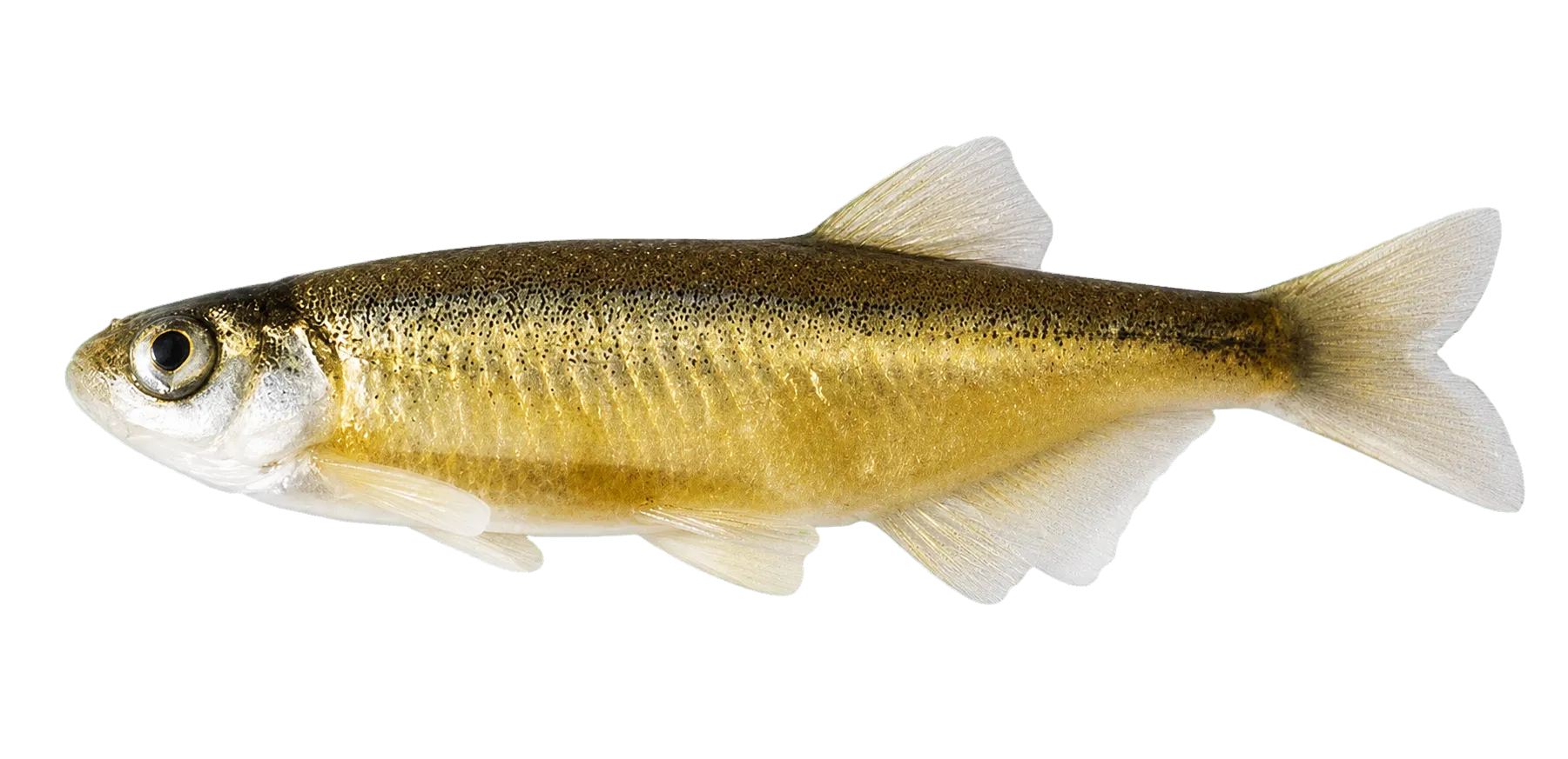 Antalya bleak (Alburnus baliki) specimen
