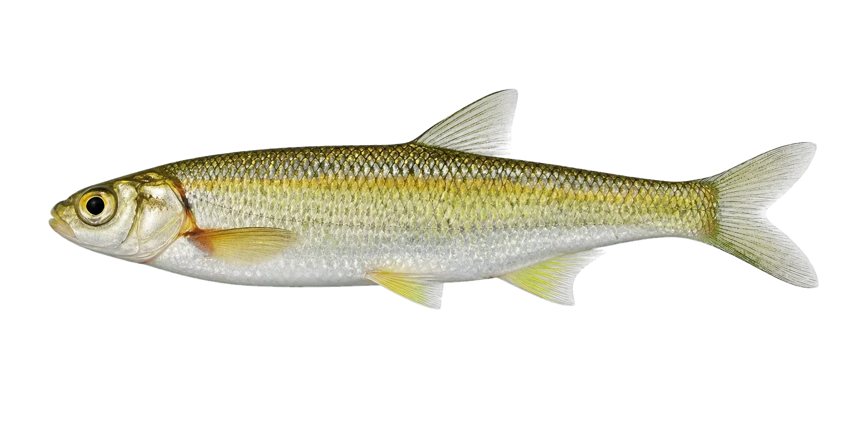 İskenderun shah kuli (Alburnus kotschyi) specimen
