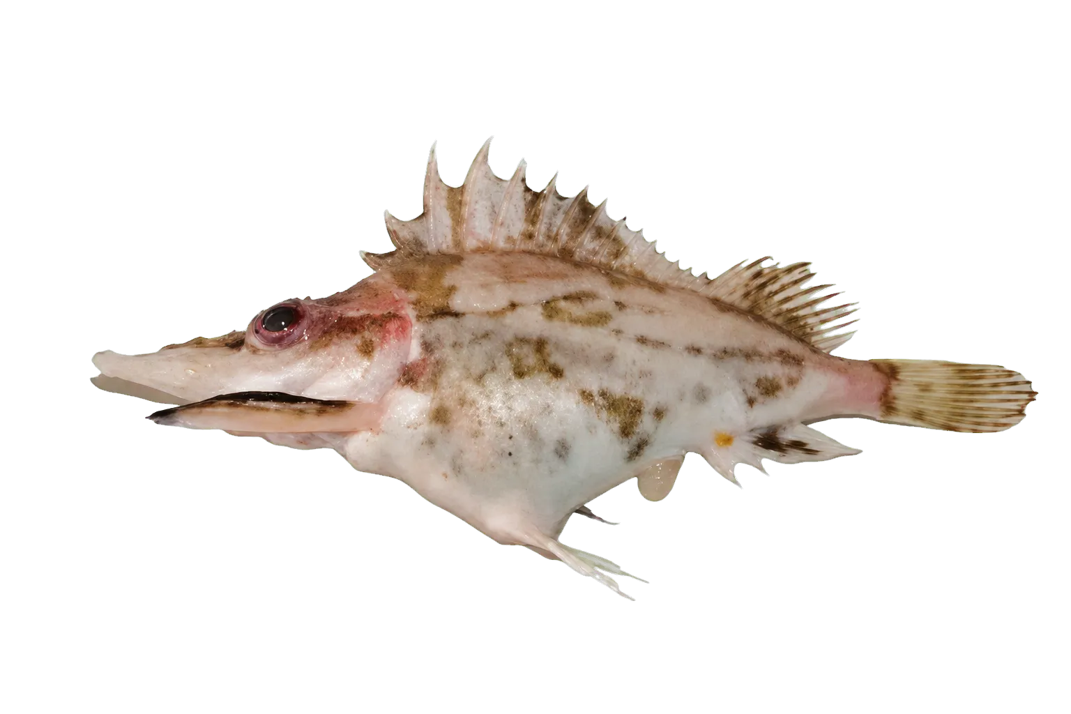 Alert pigfish (Alertichthys blacki) specimen