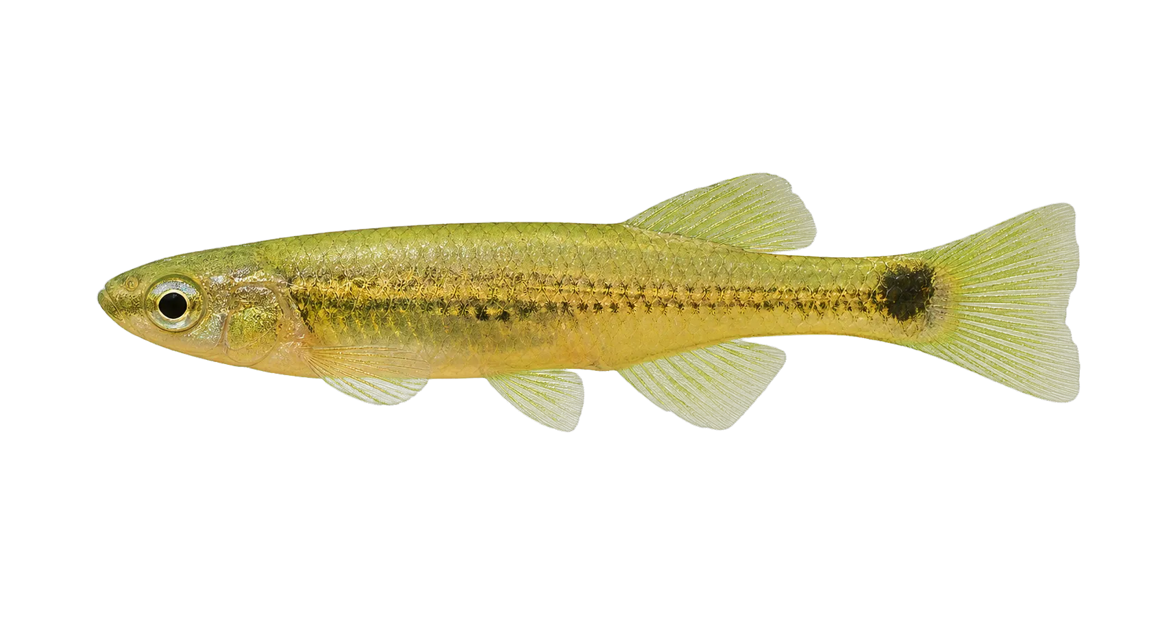 Hubers knife livebearer (Alfaro huberi) specimen
