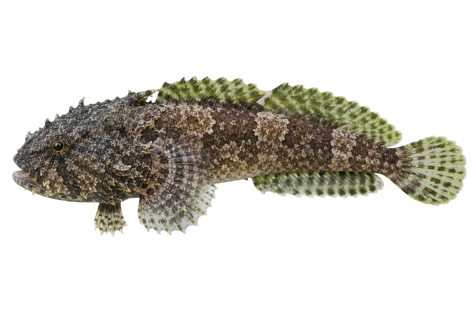 Reticulated toadfish (Allenbatrachus reticulatus) specimen