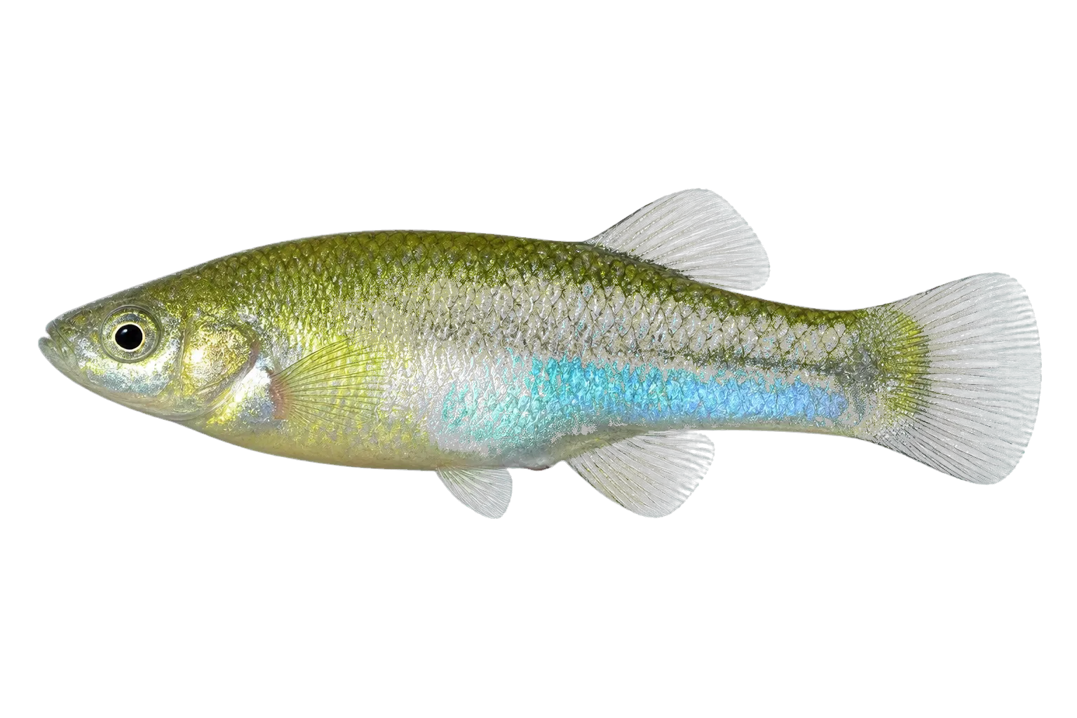 Finescale Splitfin (Allodontichthys polylepis) specimen