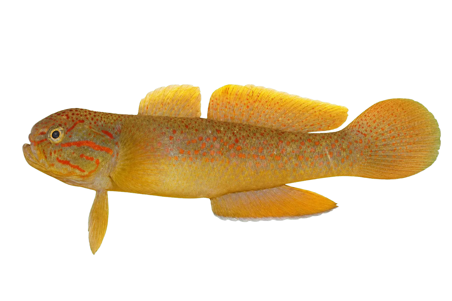 Yellowbelly gudgeon (Allomogurnda nesolepis) specimen