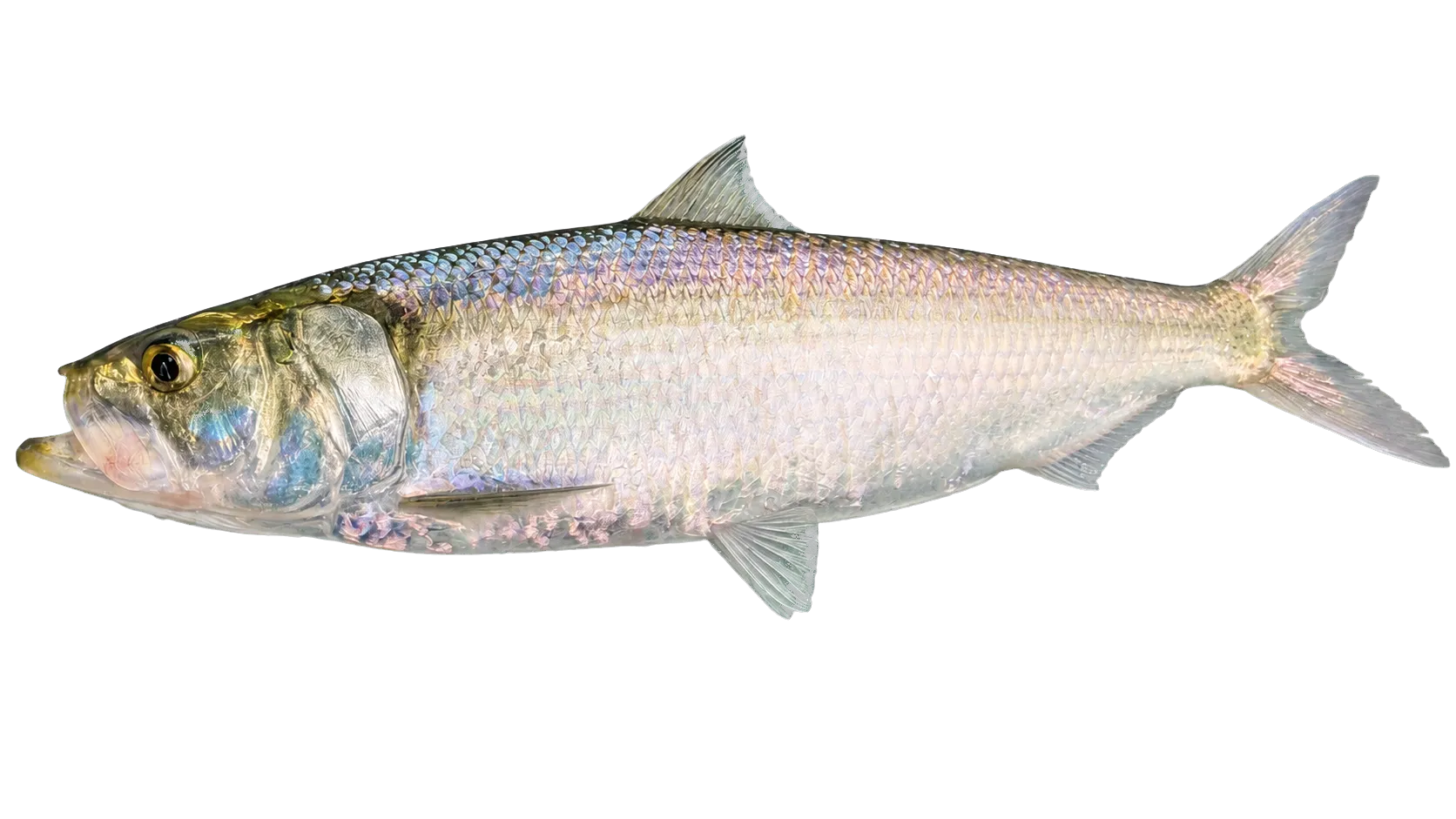 skipjack herring (Alosa chrysochloris) specimen
