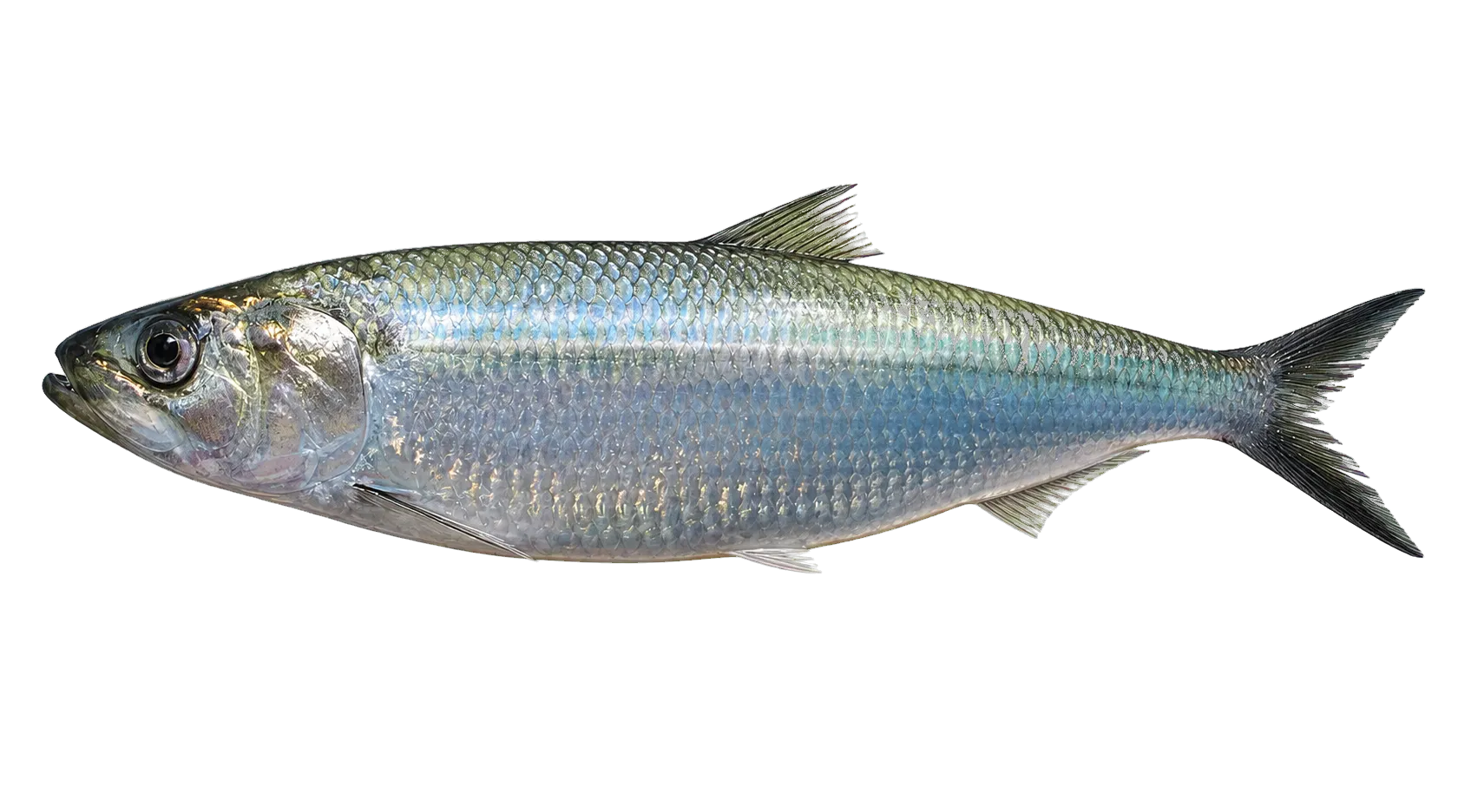 Black Sea shad (Alosa maeotica) specimen