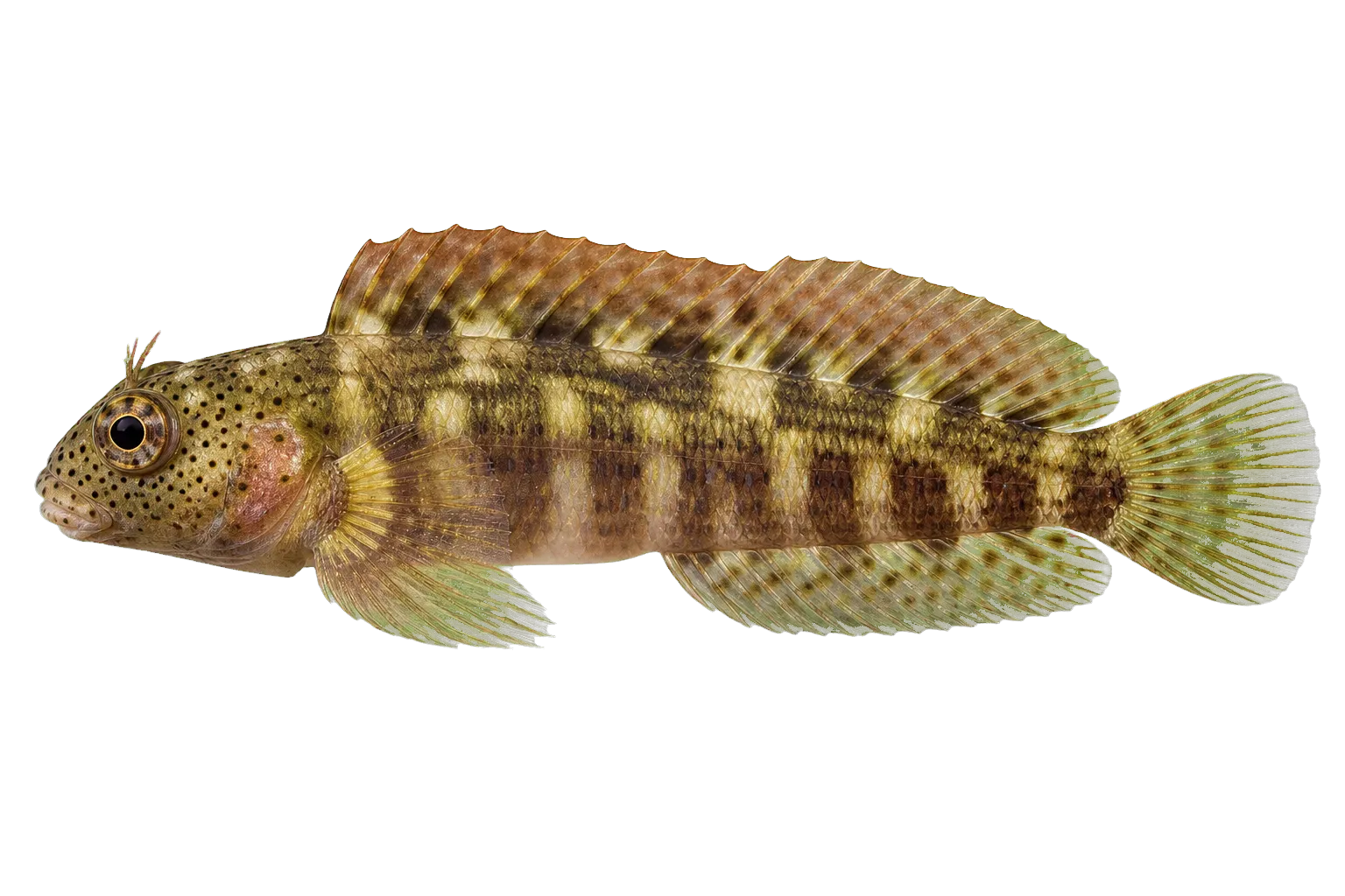 leaping blenny (Alticus kirkii) specimen