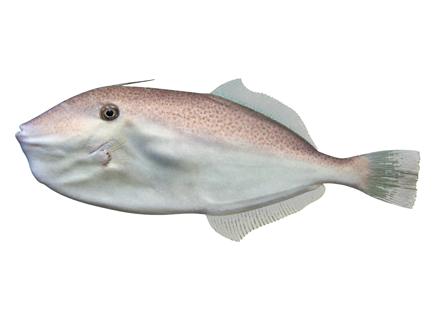 leatherjacket (Aluterus monoceros) specimen