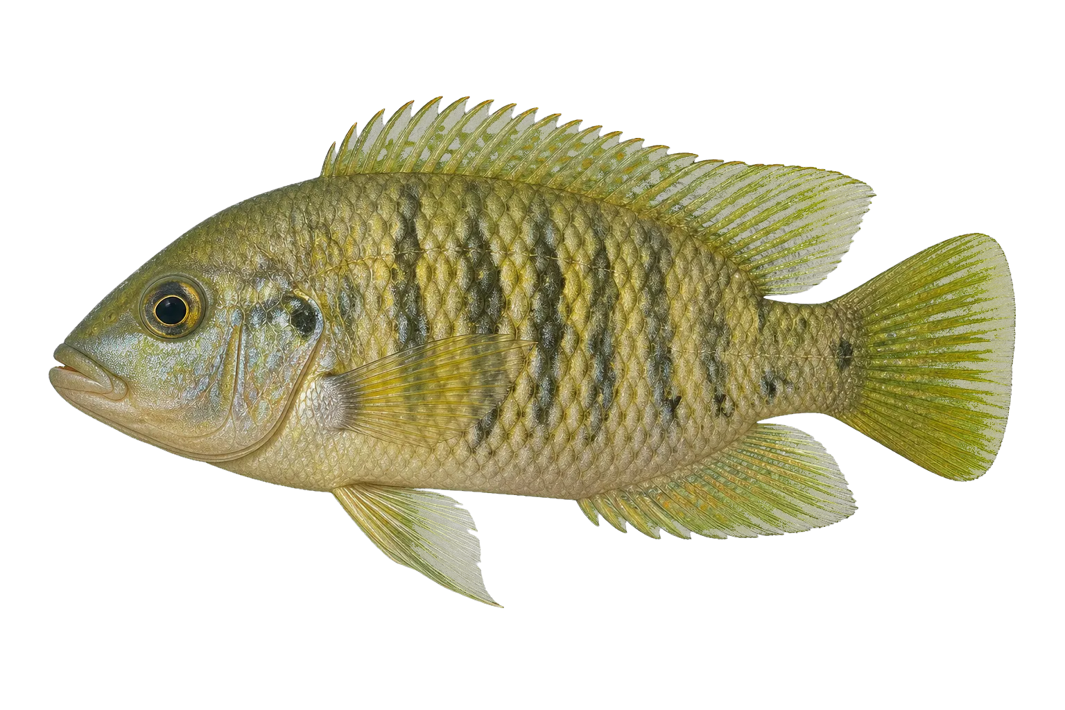 Amatitlania altoflava (Amatitlania altoflava) specimen