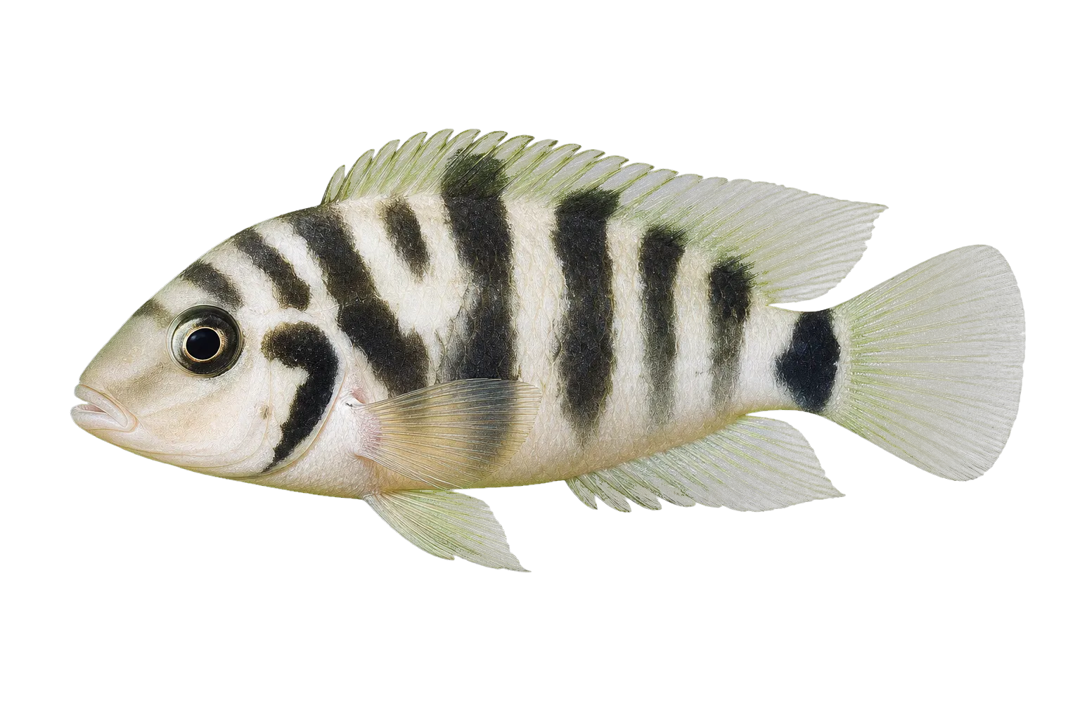 Avocado Cichlid (Amatitlania siquia) specimen