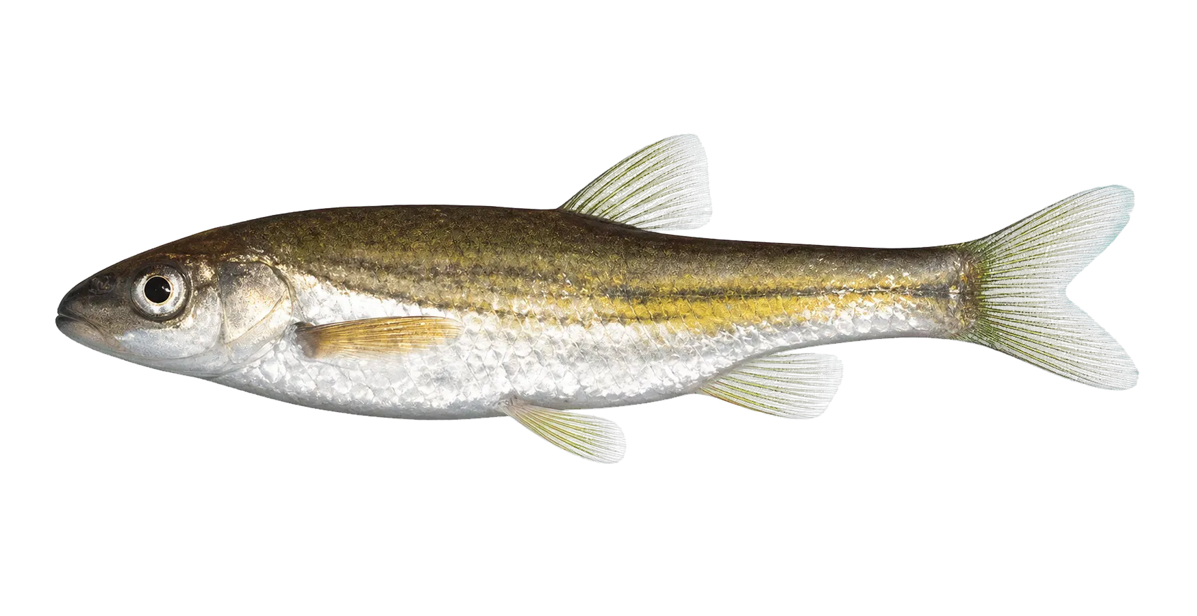 Border barb (Amatolacypris trevelyani) specimen