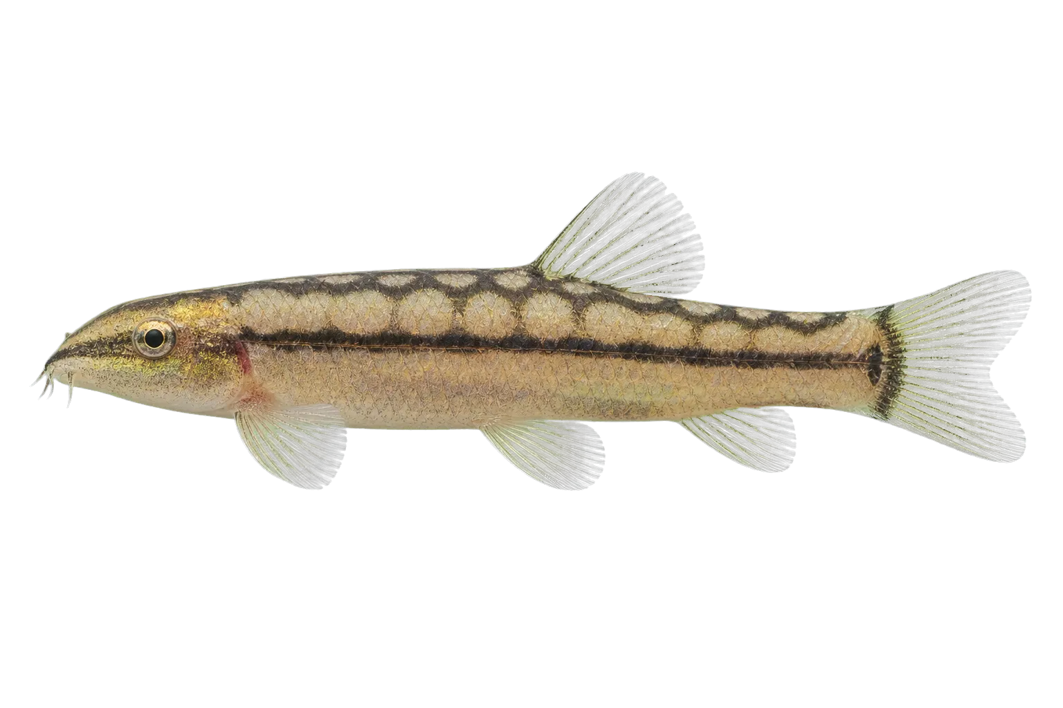 Dwarf loach (Ambastaia sidthimunki) specimen