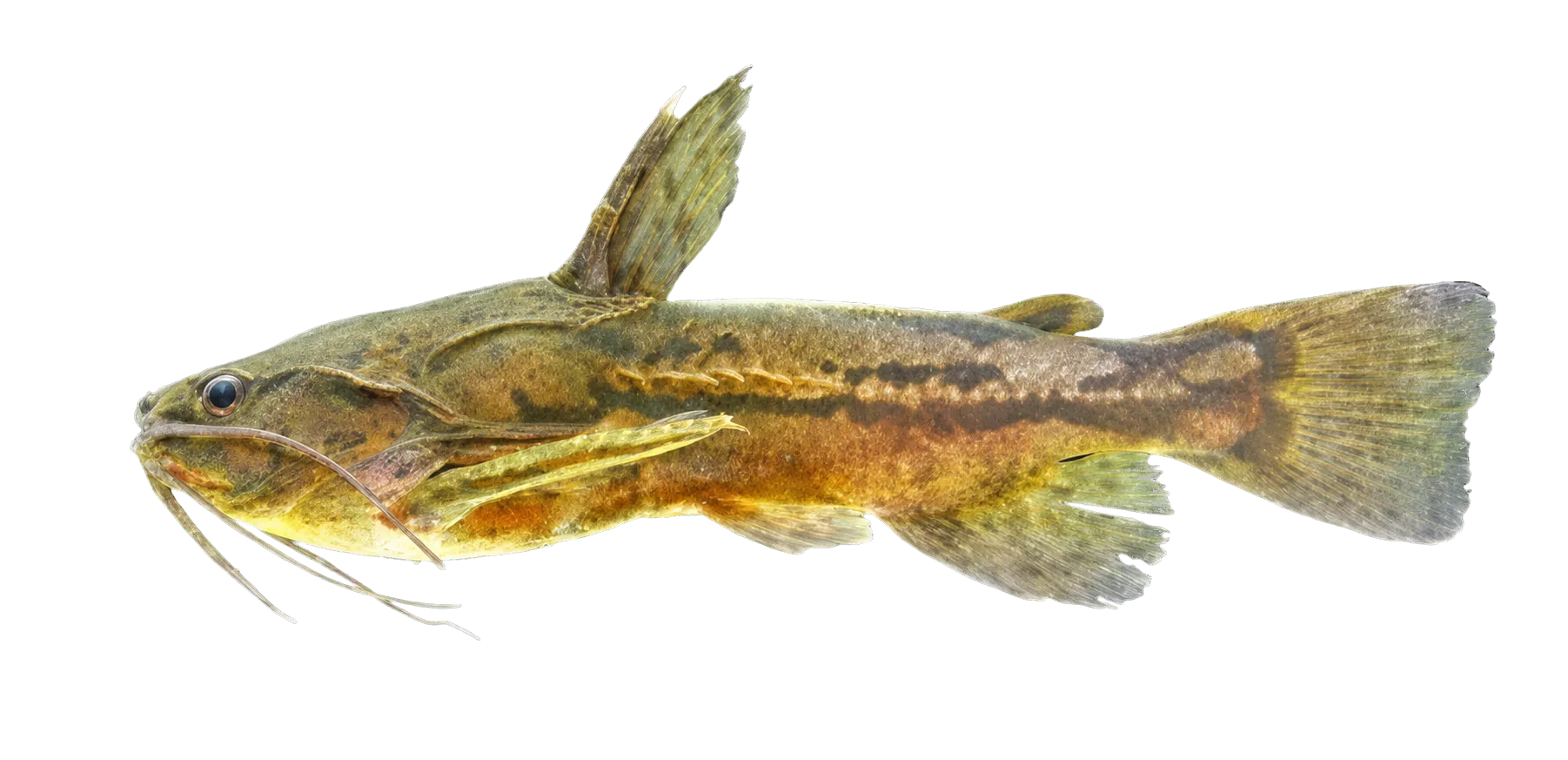 Amblydoras nheco (Amblydoras nheco) specimen