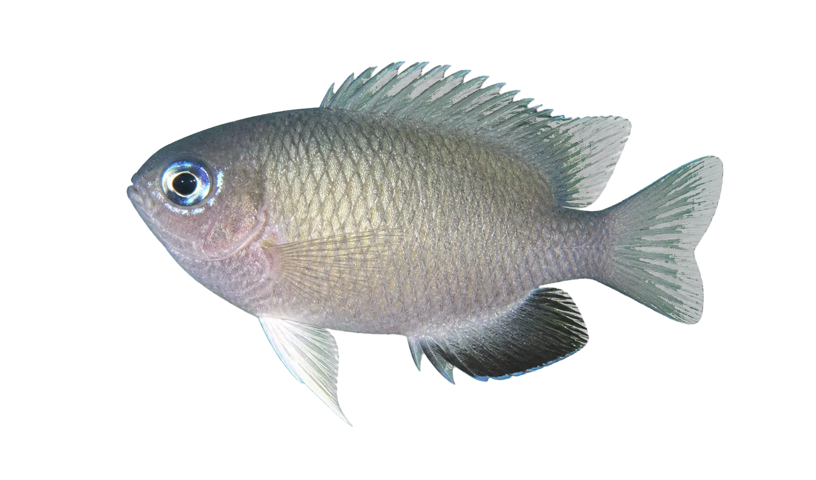 Blackfin Damselfish (Amblyglyphidodon melanopterus) specimen