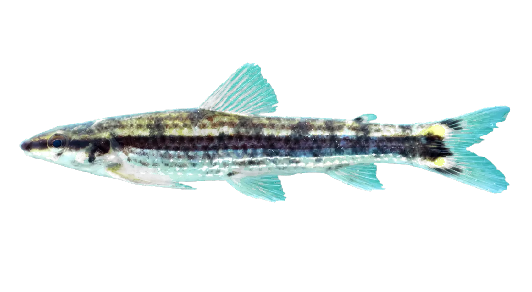 Ammocryptocharax lateralis (Ammocryptocharax lateralis) specimen
