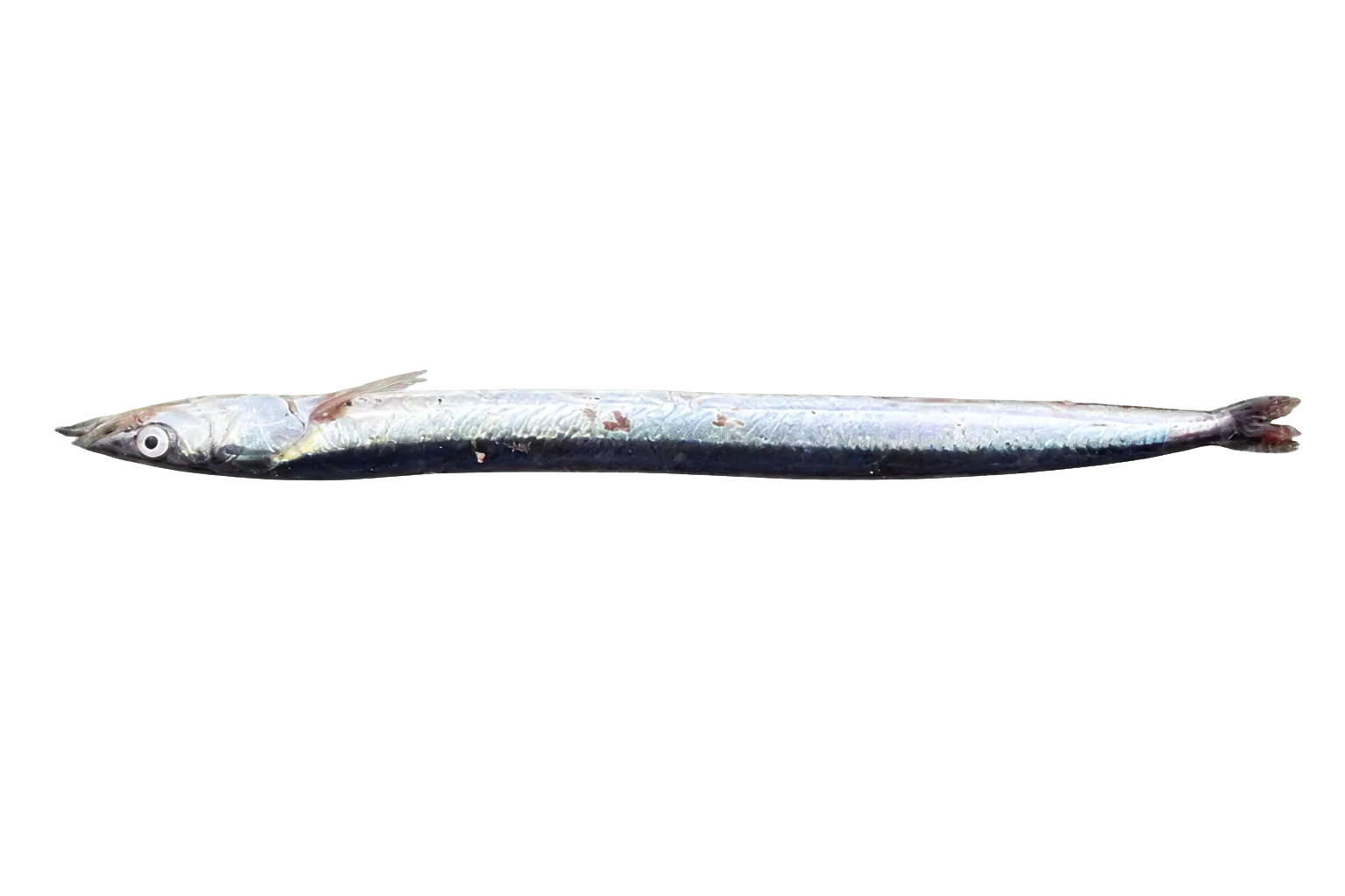 American sand lance (Ammodytes americanus) specimen